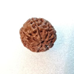7 Mukhi Indonesia Rudraksha – Certified Saat Mukhi Bead for Wealth & Success